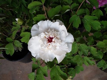 花卉