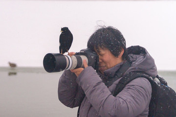 八哥