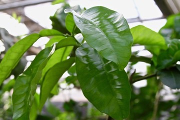 柚子樹
