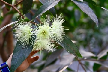 蒲桃花
