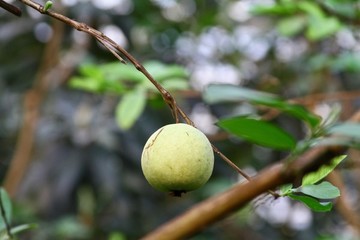 番石榴