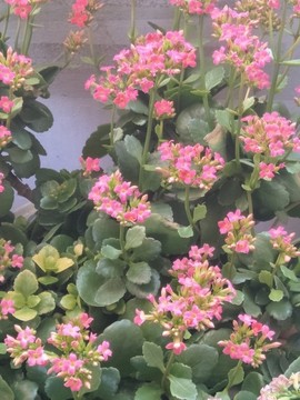 花兒
