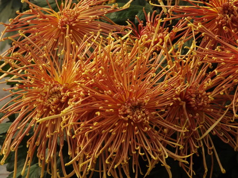 菊花