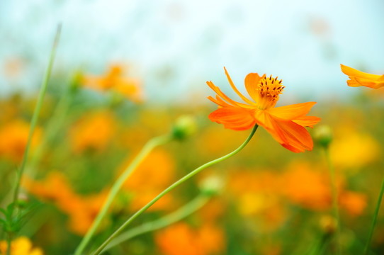 小花特寫