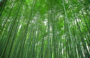 竹林