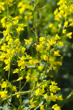 油菜花