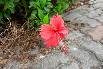 扶桑花