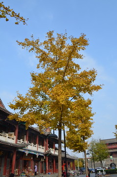 銀杏樹