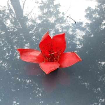 木棉花