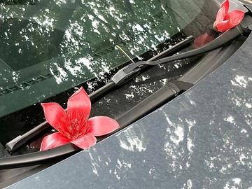 木棉