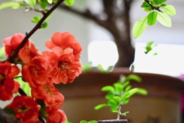 貼梗海棠