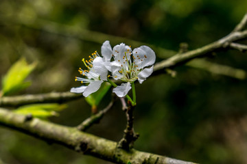 李花