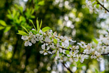李子花