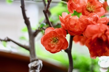 貼梗海棠