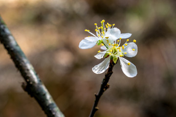 李子花