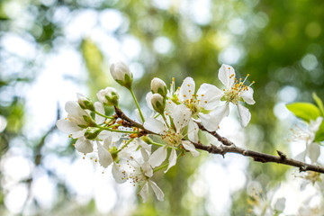 李子花