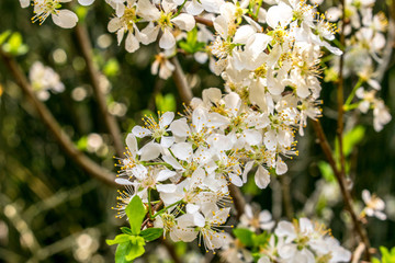李子花