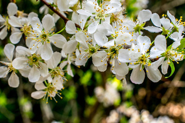 李子花