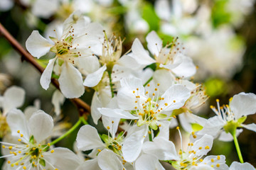 李子花
