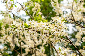 李子花