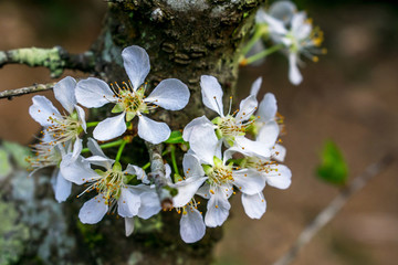 李花