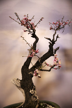 梅花