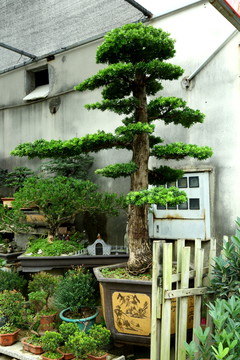 盆景