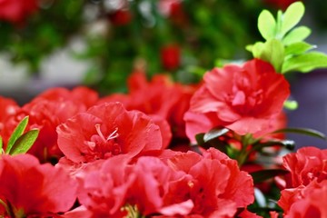 杜鵑花