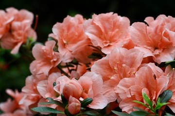 杜鵑花