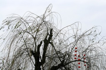 冬天的柳樹