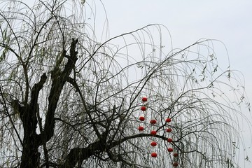 冬天的柳樹(shù)