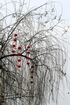 冬天的柳樹(shù)