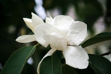 白玉蘭