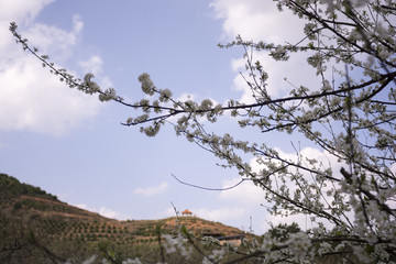 春天的李花