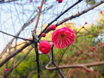 紅梅迎春