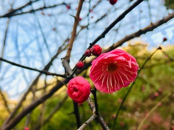 紅梅迎春