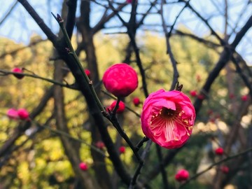 紅梅迎春