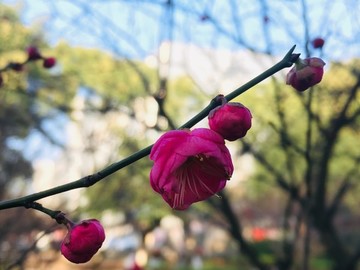 紅梅迎春