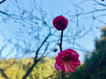 紅梅迎春