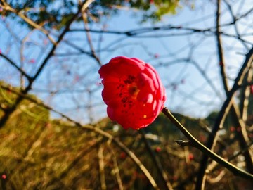 紅梅迎春