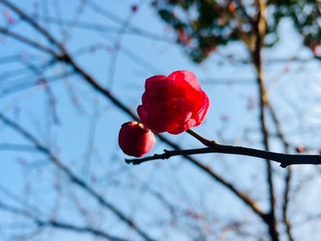紅梅迎春
