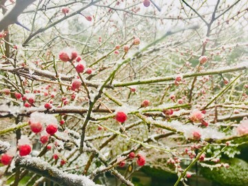 雪中梅