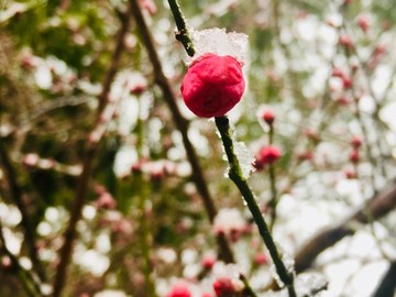 雪中梅