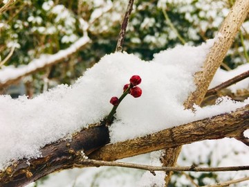 雪中梅