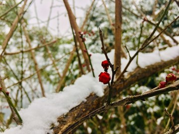 雪中梅