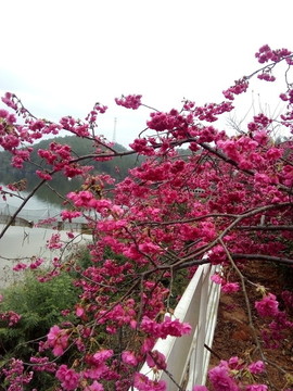 櫻花