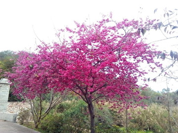 櫻花