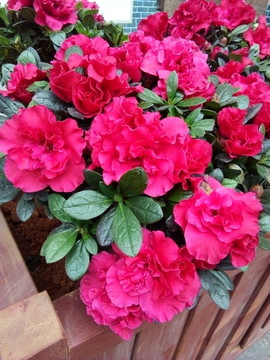 杜鵑花