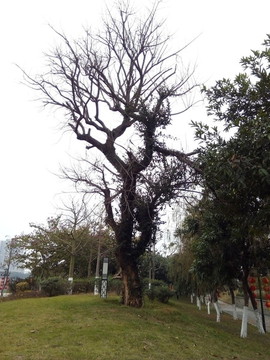 公園