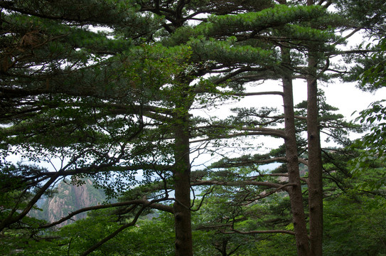 黃山松濤